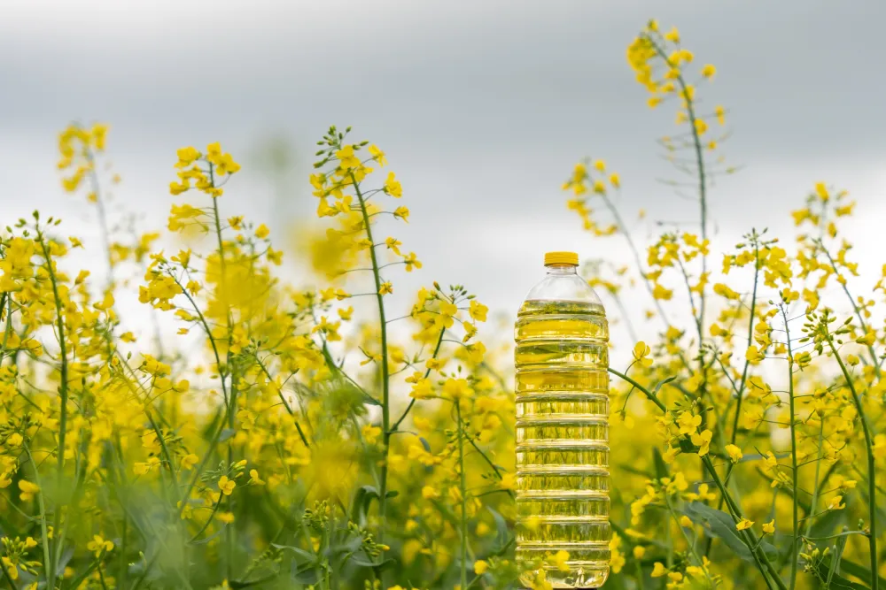 Bottle of canola oil in canola flower field